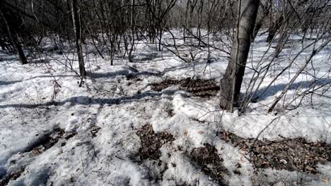 Árboles-en-un-parque-cubierto-de-nieve-primavera-y-copas-de-los-árboles