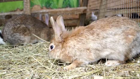 Rabbit.-Rabbit-is-sleeping