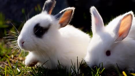 Two-small-white-rabbits-on-green-grass-in-spring