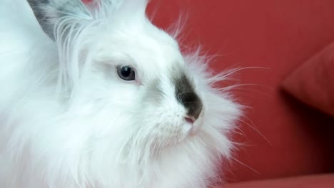 Fluffy-white-rabbit.