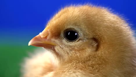 Profile-of-a-cute-baby-chick-with-a-blue-background