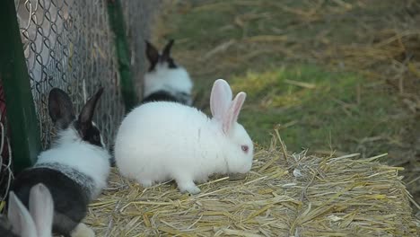 Rabbit-eating-and-nibbling-grass.