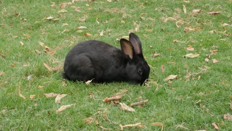 Black-rabbit-in-the-field-eating-grass-4K-3840X2160-UltraHD-footage---Bunny-relaxing-in-natural-environment-4K-2160p-UHD-video