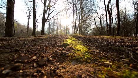 The-movement-of-the-camera-on-the-ash-with-green-moss.-The-sun-shines-into-the-camera-against-the-blue-sky-and-branches.-The-dark-countryside