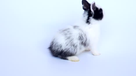 Lovely-twenty-days-rabbit-on-white-background