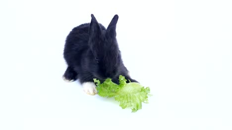 Babyrabbit-isst-Gemüse