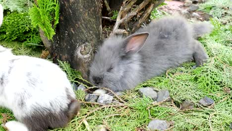 Junge-Kaninchen-essen-frische-Karotte-im-Garten