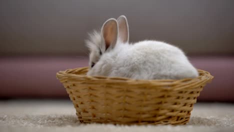 Adorable-bunny-jumping-out-of-basket,-animal-trade-fairs,-symbol-of-Easter