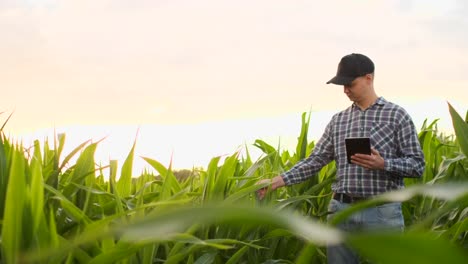 Agricultor-ingeniero-agrónomo-con-tableta-en-campo-vacío-desnudo-al-atardecer,-hombre-serio-y-seguro-de-que-utiliza-la-tecnología-moderna-en-la-planificación-y-preparación-de-la-producción-agrícola.