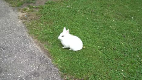 Weißes-Kaninchen-mit-schwarzen-Augen-sitzt-ruhig-auf-einem-grünen-Rasen