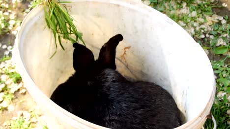 Un-gran-conejo-negro-en-un-cubo-de-plástico-blanco