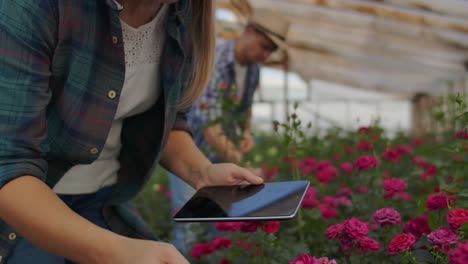 Una-mujer-con-una-tableta-examina-las-flores-y-presiona-sus-dedos-en-la-pantalla-de-la-tableta.-Negocio-de-cultivo-de-flores-comprobando-flores-en-invernadero.