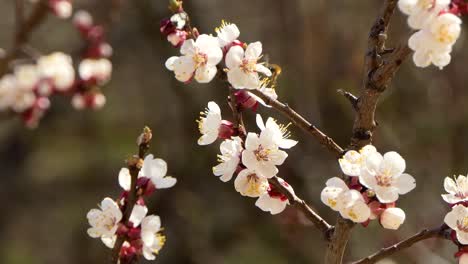 Spring-flowers.-Beautiful-Spring-cherry-tree-blossom,-extreme-close-up.-Easter-fresh-pink-blossoming-cherry-closeup.