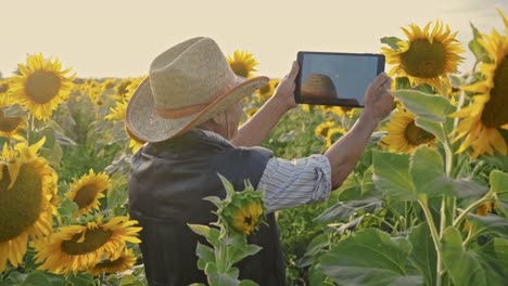 Ein-älterer-Landwirt-fotografiert-Sonnenblumen-und-Sonnenblumenkerne-auf-einer-Tablette-zur-Analyse.-Moderne-Technologien-in-der-Landwirtschaft.