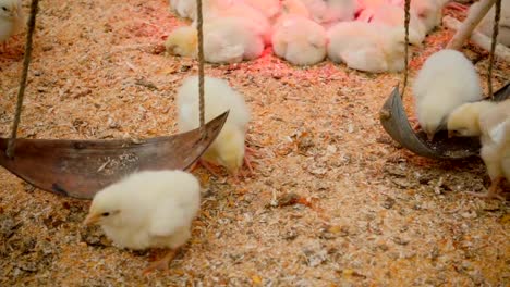 Small-chicks-play-and-relax-in-the-paddock-in-slow-motion