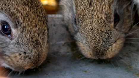 Gray-ginger-rabbits-drink-water