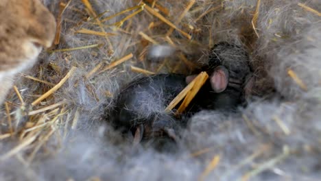 Kleine-Kaninchen-Mutter-mit-jungen-Kaninchen-in-Hof