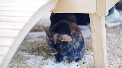 Easter-bunnies-play,-eat-and-rest-in-the-paddock.