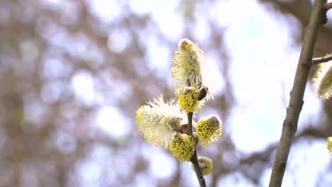 fleißige-Bienen-sammeln-Nektar-für-Honig-aus-Weide-Kätzchen-in-Zeitlupe