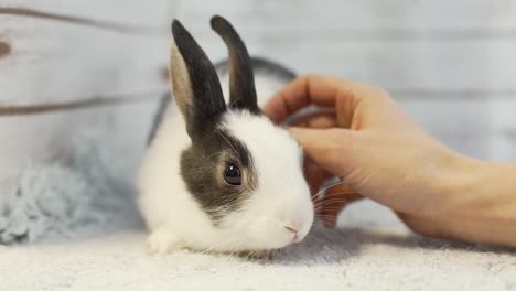 Cute-photo-of-black-and-white-hair-bunny.