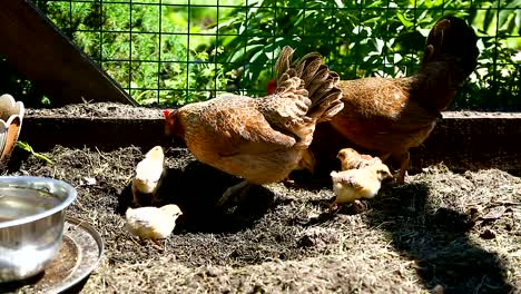 junges-Huhn-zu-Fuß-mit-ihrem-kleinen-Hühner