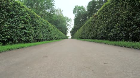 Alley-im-Park-in-Peterhof