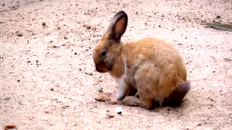 Kaninchen-Sie-auf-Boden,-Braue-Kaninchen-springen