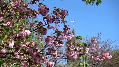 Árbol-de-flor-y-la-cúpula-de-la-iglesia-ortodoxa-de-Pascua