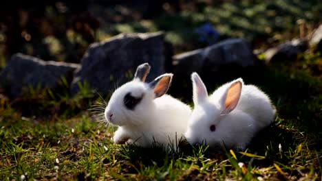 Easter-white-rabbits-on-the-grass