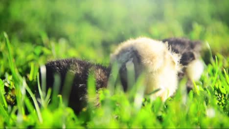 Little-chickens-in-grass