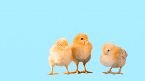 Three-little-chicks-on-blue-background.-Medium-shot