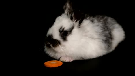 rabbit-or-bunny-on-black-background