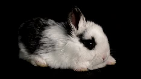 rabbit-or-bunny-on-black-background