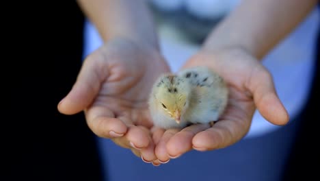 pollitos-sólo-nacieron-de-un-huevo-en-la-palma-de-la-mujer.