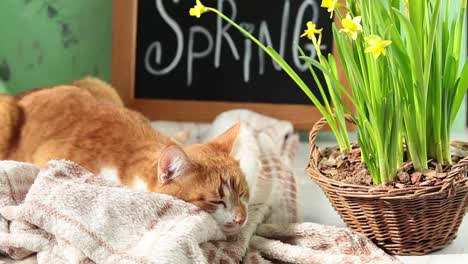 Ð¡ute-red-white-cat-resting-near-calligraphic-inscription-hand-lettering-letters-spring-on-black-chalkboard-standing-on-green-concrete-surface-with-yellow-blossom-narcissus-in-wicker-basket.