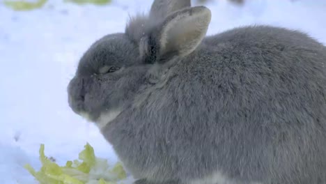 Conejo-comiendo-en-la-nieve