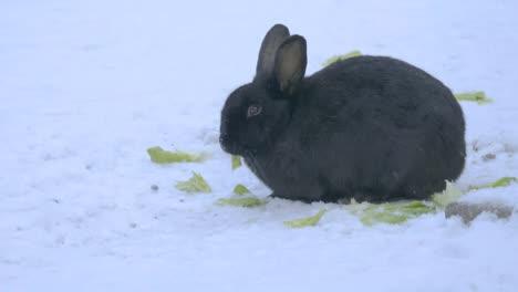 Black-rabbit-eating-lettuce