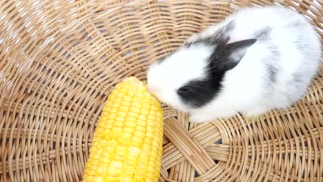 Baby-Kaninchen-essen-Mais-in-einem-Rattankorb