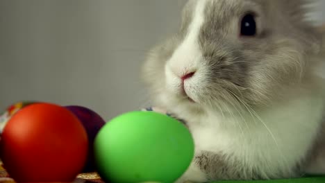 Easter-Bunny-with-Easter-eggs