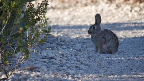 conejo-de-conejito-de-big-bend-de-Texas-en-camino