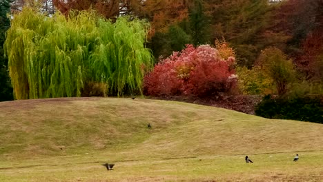 Botanical-Garten