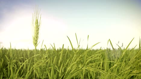 Campo-de-cebada-viento-verde-de-agricultura-inteligente.-4-de-k-de-tamaño.