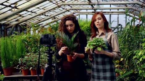 Smiling-girls-bloggers-and-gardeners-in-aprons-are-holding-flowers-and-talking-while-recording-video-blog-for-online-vlog-about-gardening-with-camera-on-tripod.