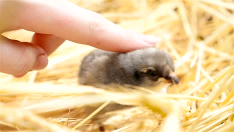 Una-mano-acariciaba-un-pequeño-pollito.-Close-up