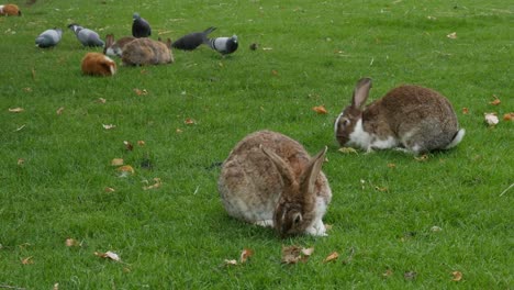 Kaninchen,-Tauben-und-Meerschweinchen-im-Rasen-im-freien-Tier-4K