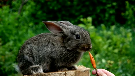 alimentación-animal-de-conejo