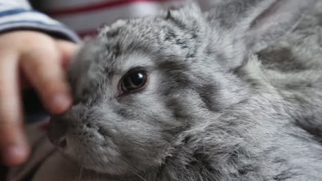 El-conejo-gris-se-sienta-sobre-las-rodillas-de-un-niño.-Close-up