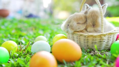 Kleine-braune-Osterhasen-holland-lop-schlafen-auf-Weidenkorb.