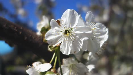 Schöne-Frühlingskirschblüte.-Ostern-frische-blühende-Kirschnahmebauerei.