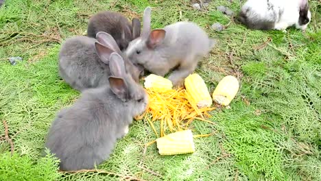 Los-conejos-jóvenes-comiendo-zanahoria-fresca-y-maíz